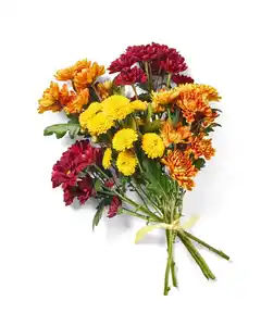 Chrysanthemen Mix, Bund