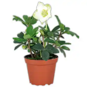 Christrose "Helleborus"