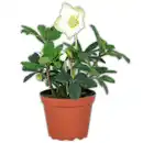 Bild 1 von Christrose "Helleborus"