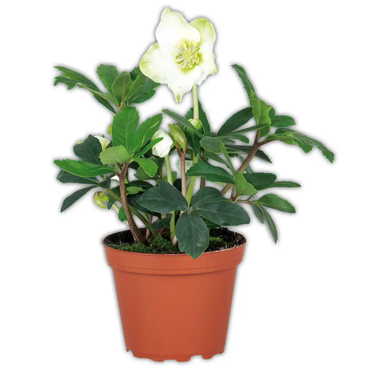 Bild 1 von Christrose "Helleborus"