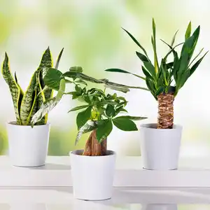 Grünpflanzen Tropic Mix