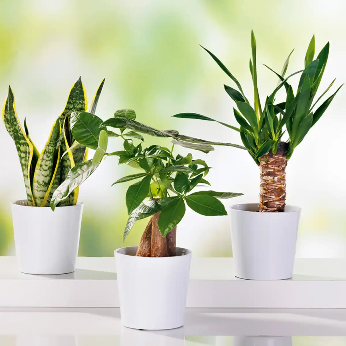 Bild 1 von Grünpflanzen Tropic Mix