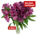 Bild 1 von Alstroemerien