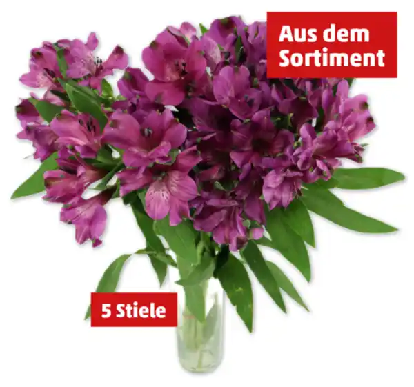 Bild 1 von Alstroemerien