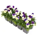 Bild 1 von toom Hornveilchen Farbmix 10er-Tray