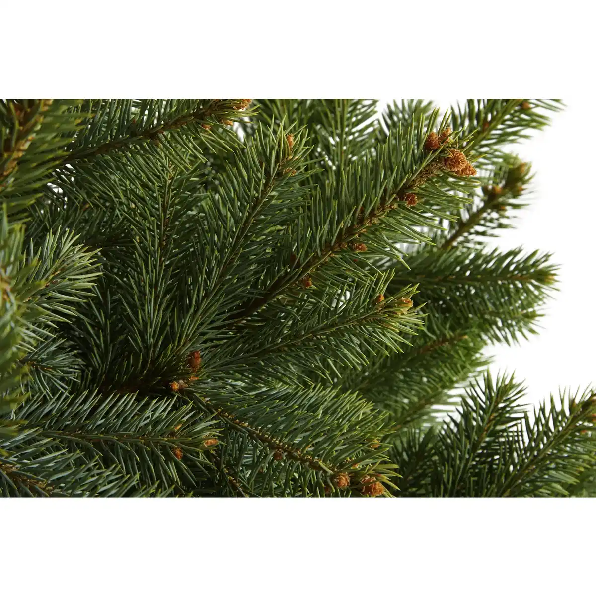 Bild 2 von Blaufichte Picea pungens »Glauca«, im Topf, Höhe: 60 - 100 cm