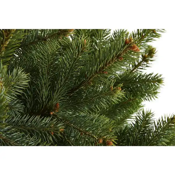 Bild 2 von Blaufichte Picea pungens »Glauca«, im Topf, Höhe: 60 - 100 cm
