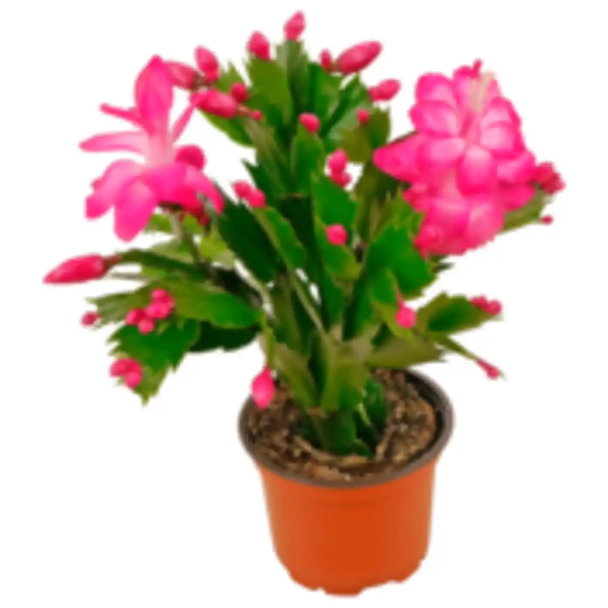 Bild 1 von Weihnachtskaktus