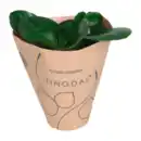 Bild 4 von GARDENLINE Peperomia-Mix