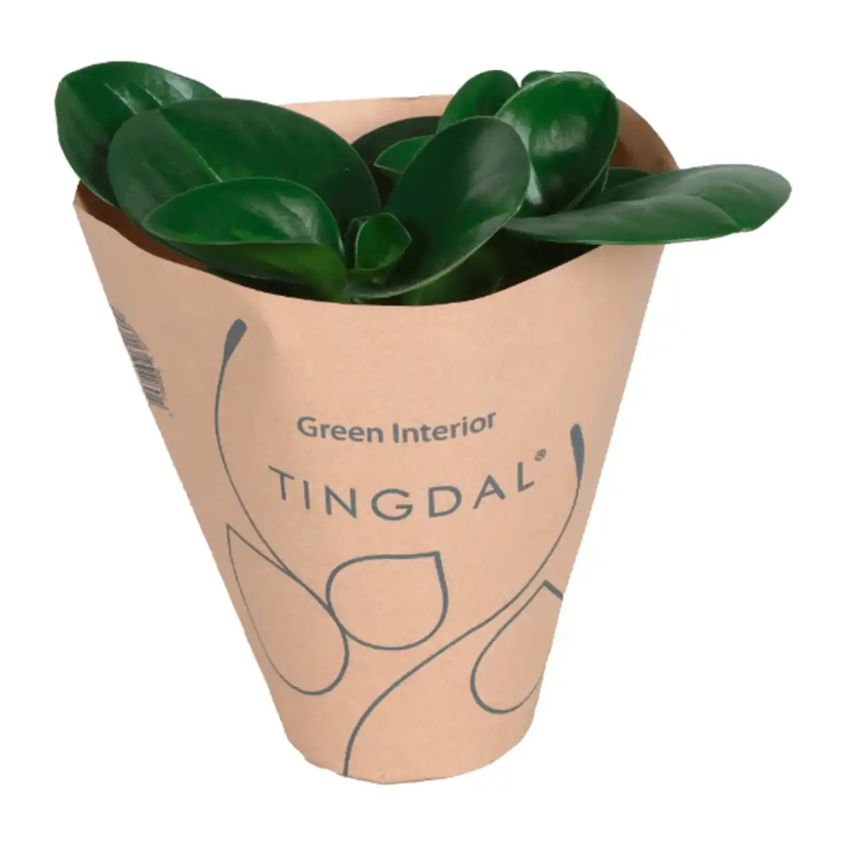 Bild 4 von GARDENLINE Peperomia-Mix