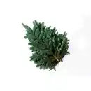 Bild 1 von Pflanzenset »Nobilis Bund 2,5 kg«, Nobilis Bund, 2,5kg