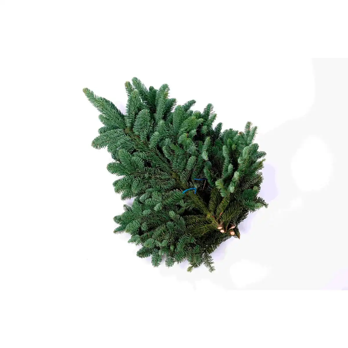 Bild 1 von Pflanzenset »Nobilis Bund 2,5 kg«, Nobilis Bund, 2,5kg