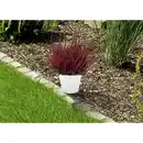 Bild 2 von Besenheide, Calluna vulgaris, max. Wuchshöhe: 40 cm, Blüte: mehrfarbig