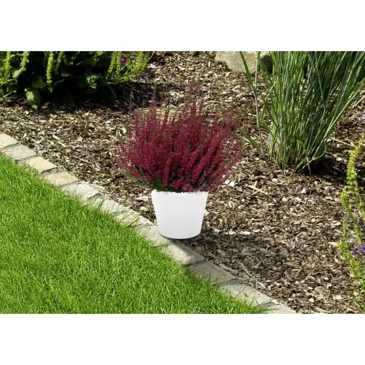 Bild 2 von Besenheide, Calluna vulgaris, max. Wuchshöhe: 40 cm, Blüte: mehrfarbig