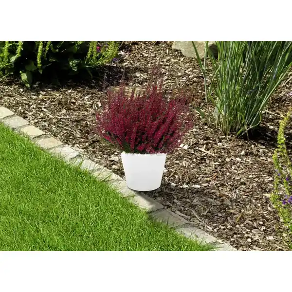 Bild 2 von Besenheide, Calluna vulgaris, max. Wuchshöhe: 40 cm, Blüte: mehrfarbig