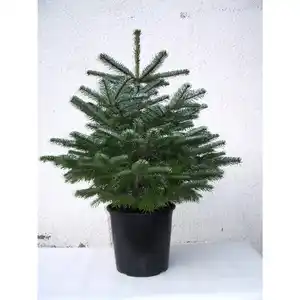 Weihnachtsbaum, Nordmanntanne, Abies nordmanniana, im Topf, Höhe: 40 - 60 cm