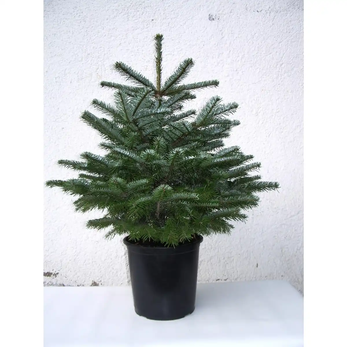 Bild 1 von Weihnachtsbaum, Nordmanntanne, Abies nordmanniana, im Topf, Höhe: 40 - 60 cm