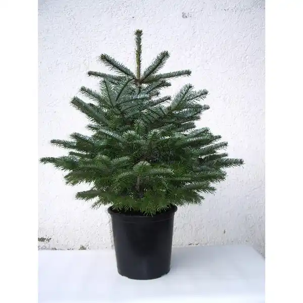 Bild 1 von Weihnachtsbaum, Nordmanntanne, Abies nordmanniana, im Topf, Höhe: 40 - 60 cm