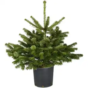 Nordmanntanne Abies nordmanniana, im Topf, Höhe: 60 - 80 cm