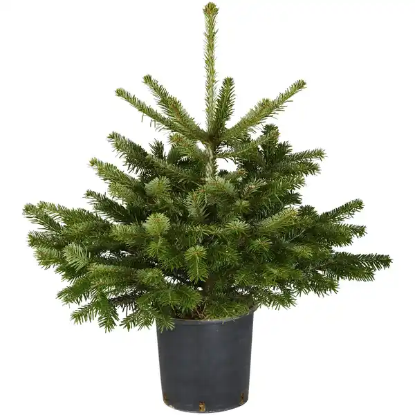 Bild 1 von Nordmanntanne Abies nordmanniana, im Topf, Höhe: 60 - 80 cm