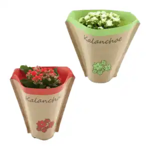 GARDENLINE Kalanchoe