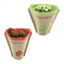 Bild 1 von GARDENLINE Kalanchoe