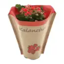 Bild 4 von GARDENLINE Kalanchoe