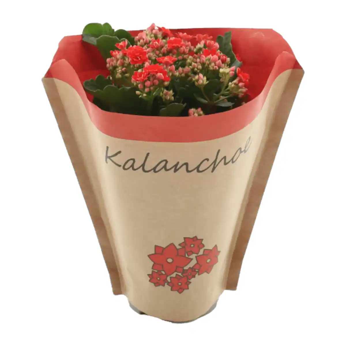 Bild 4 von GARDENLINE Kalanchoe
