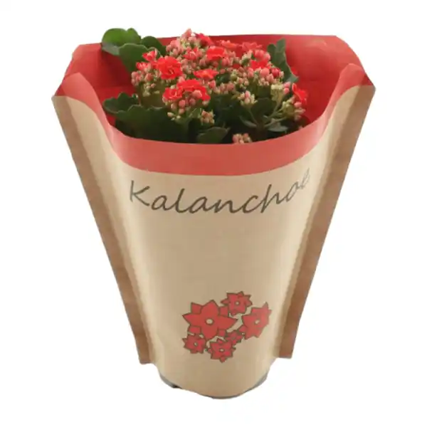 Bild 4 von GARDENLINE Kalanchoe