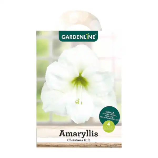 Bild 3 von GARDENLINE Amaryllis im Karton