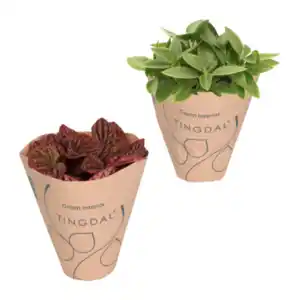 GARDENLINE Peperomia-Mix