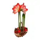 Bild 1 von GARDENLINE Amaryllis im Korb