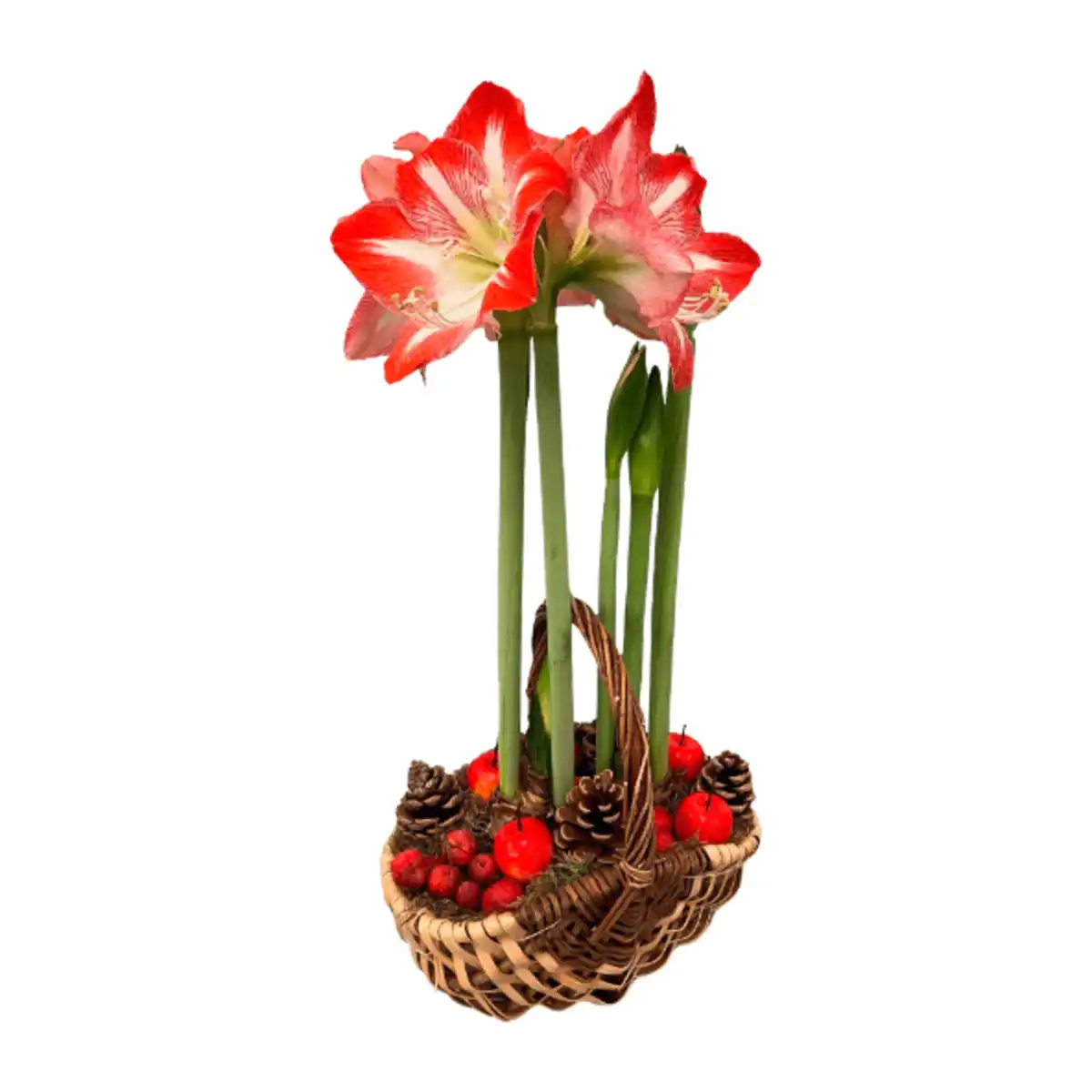 Bild 1 von GARDENLINE Amaryllis im Korb