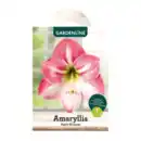 Bild 4 von GARDENLINE Amaryllis im Karton