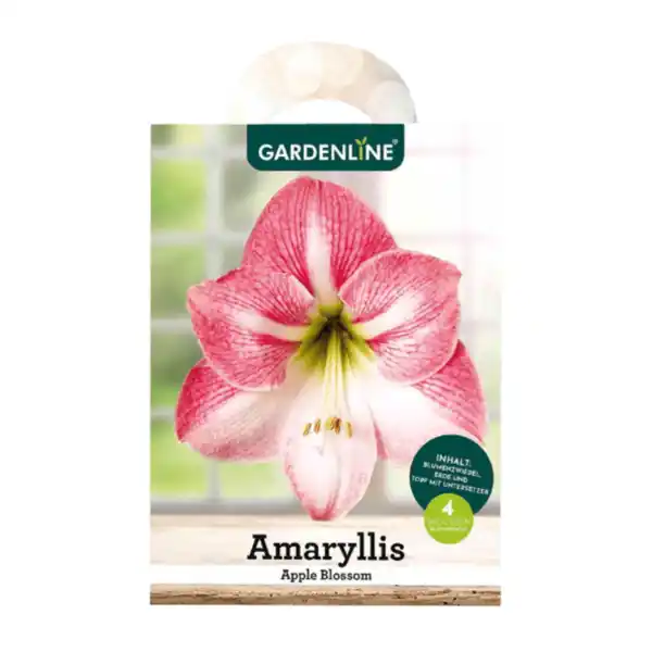 Bild 4 von GARDENLINE Amaryllis im Karton