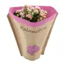 Bild 3 von GARDENLINE Kalanchoe