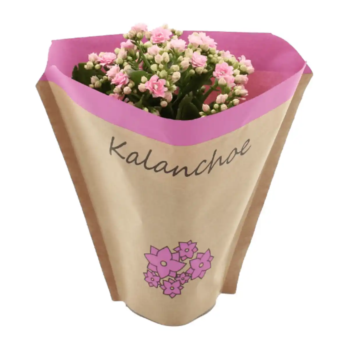 Bild 3 von GARDENLINE Kalanchoe