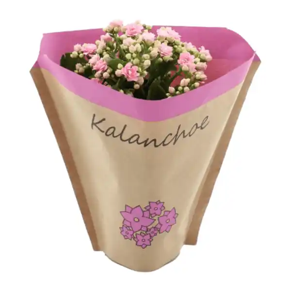 Bild 3 von GARDENLINE Kalanchoe