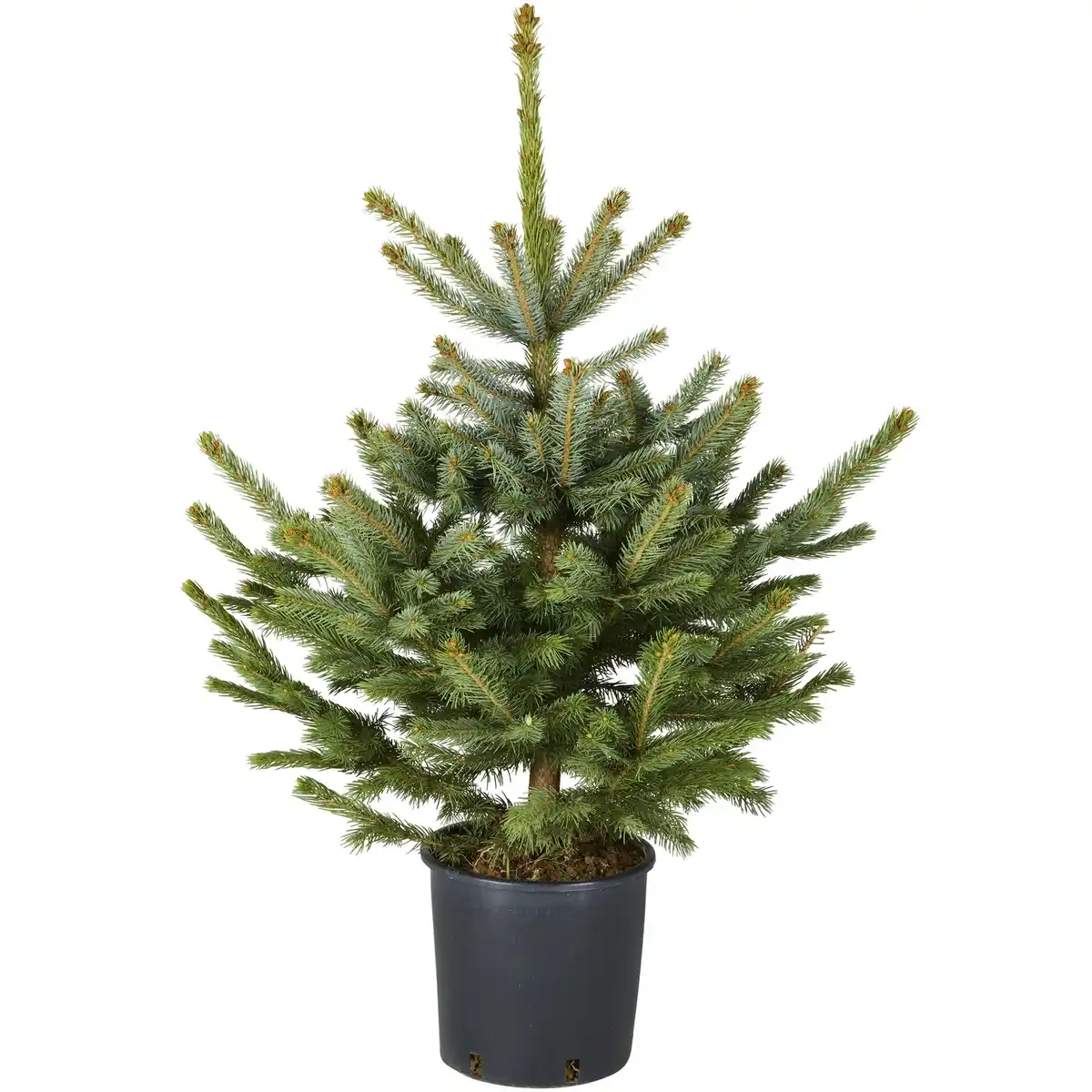 Bild 1 von Blaufichte Picea pungens »Glauca«, im Topf, Höhe: 60 - 100 cm