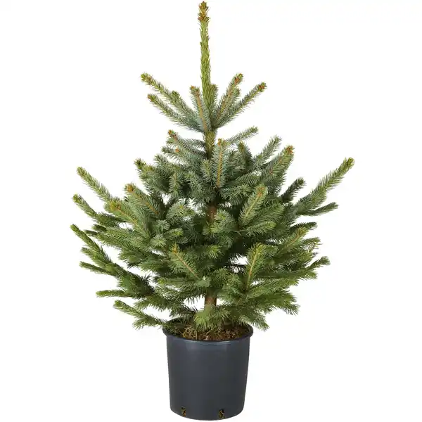 Bild 1 von Blaufichte Picea pungens »Glauca«, im Topf, Höhe: 60 - 100 cm