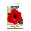 Bild 2 von GARDENLINE Amaryllis im Karton