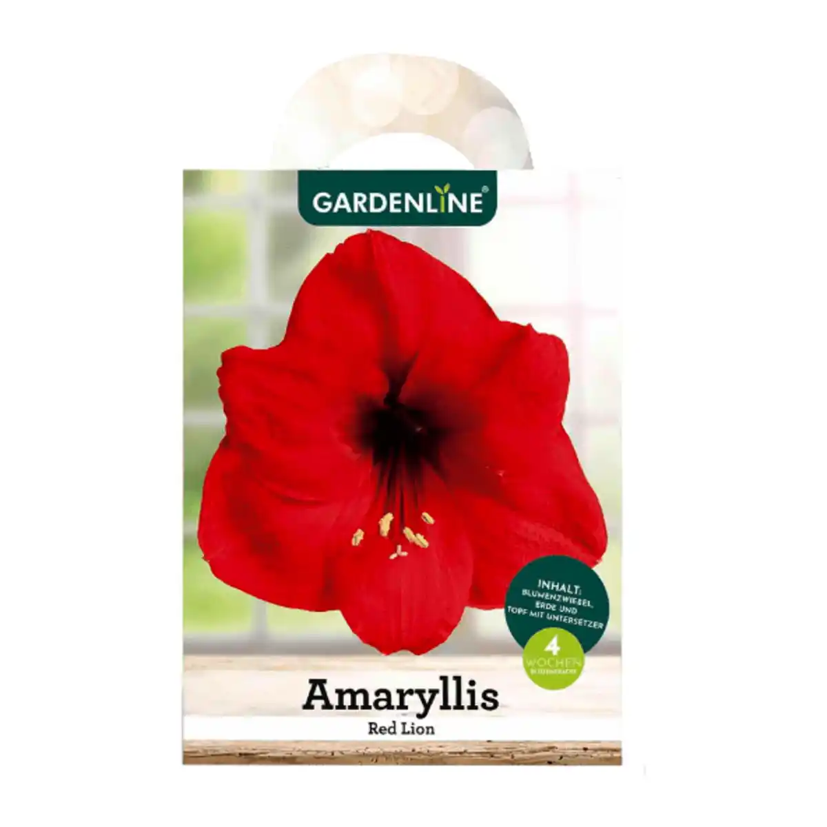 Bild 2 von GARDENLINE Amaryllis im Karton
