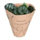 Bild 3 von GARDENLINE Peperomia-Mix