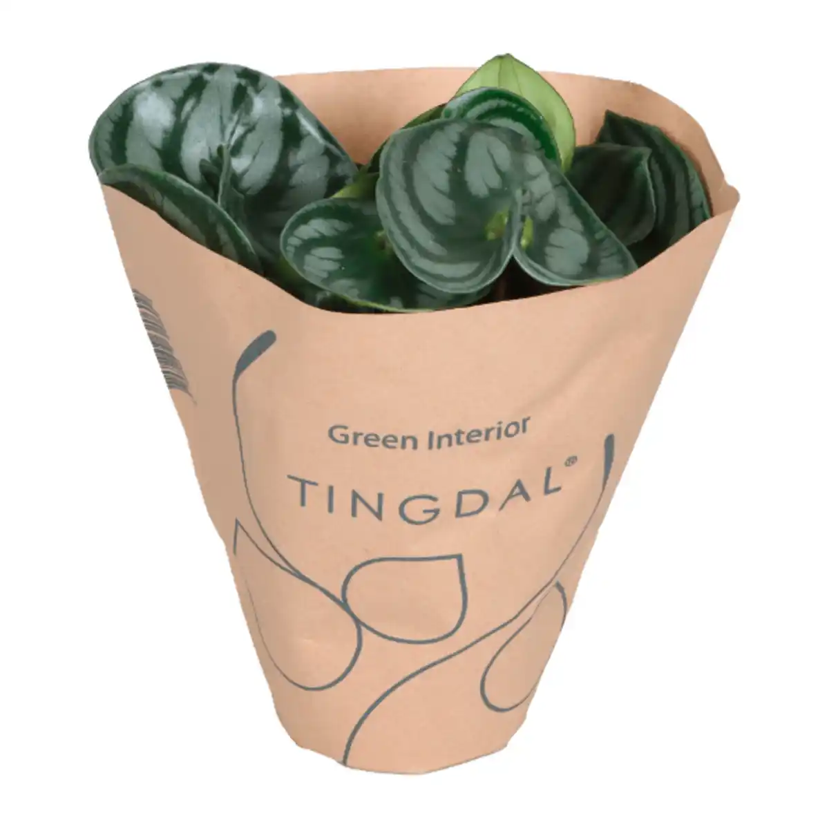 Bild 3 von GARDENLINE Peperomia-Mix