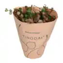 Bild 2 von GARDENLINE Peperomia-Mix