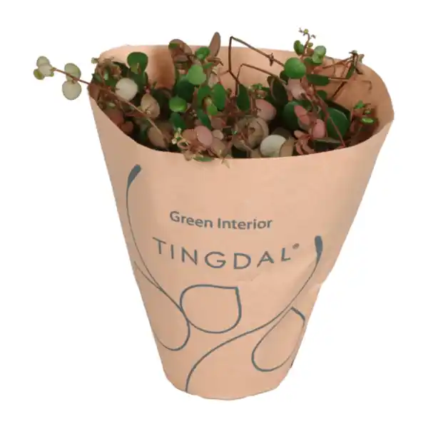 Bild 2 von GARDENLINE Peperomia-Mix