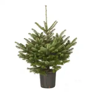 Nordmanntanne Abies nordmanniana, im Topf, Höhe: 125 - 150 cm