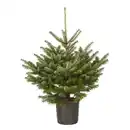 Bild 1 von Nordmanntanne Abies nordmanniana, im Topf, Höhe: 125 - 150 cm