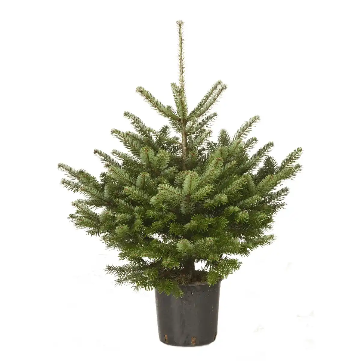 Bild 1 von Nordmanntanne Abies nordmanniana, im Topf, Höhe: 125 - 150 cm