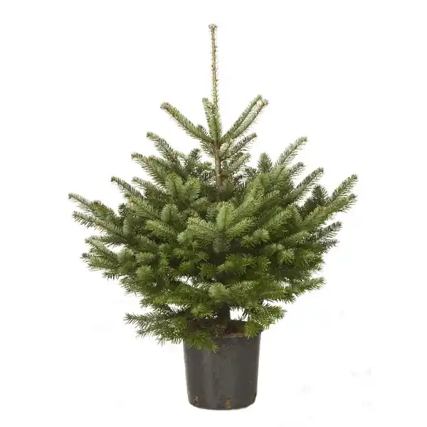 Bild 1 von Nordmanntanne Abies nordmanniana, im Topf, Höhe: 125 - 150 cm